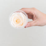 pale peach preserved roses