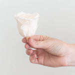 pale peach preserved roses