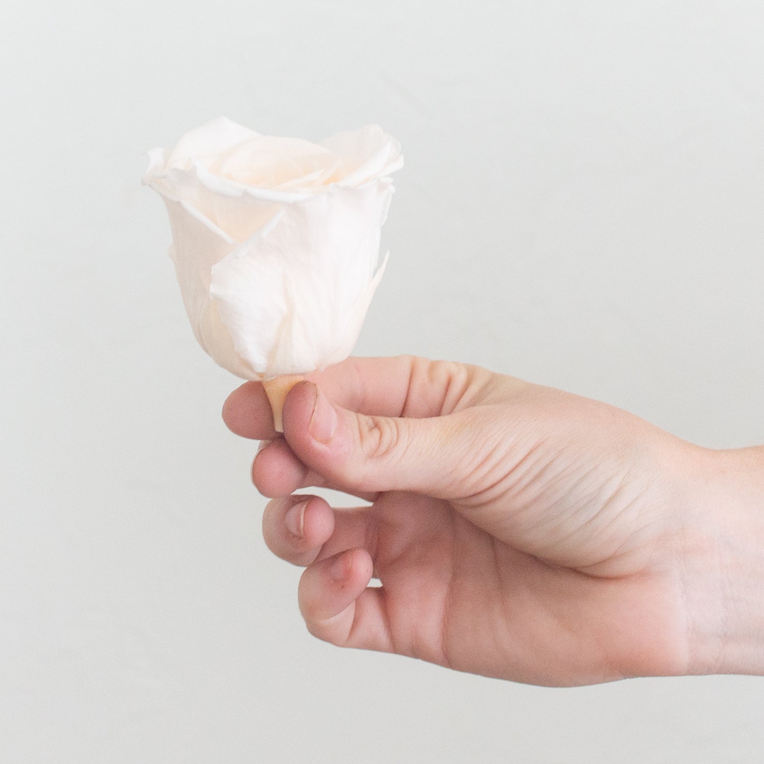 pale peach preserved roses