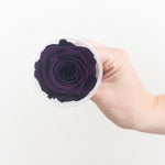 dark purple preserved roses