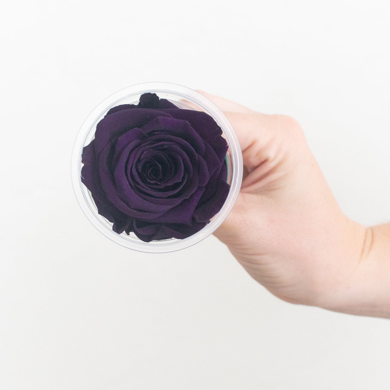 dark purple preserved roses