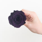 dark purple preserved roses
