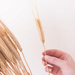 Dried Natural Wheat Triticum