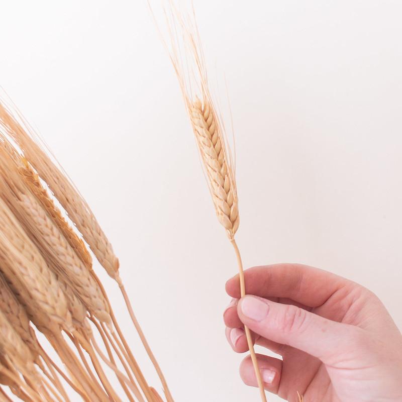 Dried Natural Wheat Triticum