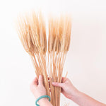 Dried Natural Wheat Triticum