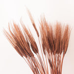 Dried Burnt Oak Wheat Triticum