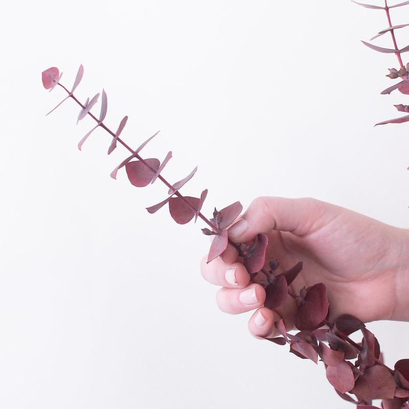 Dried Burgundy Baby Eucalyptus