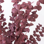 Dried Burgundy Baby Eucalyptus