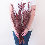 Dried Burgundy Baby Eucalyptus
