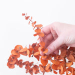 Dried Burnt Orange Autumn Baby Eucalyptus