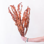 Dried Burnt Orange Autumn Baby Eucalyptus