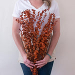 Dried Burnt Orange Autumn Baby Eucalyptus