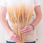 Dried Natural Wheat Triticum