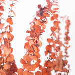 Dried Burnt Orange Autumn Baby Eucalyptus