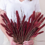 Dried Burgundy Setaria Millet Foxtail Grass
