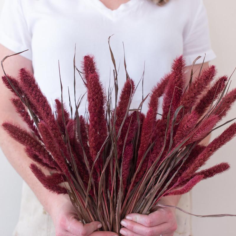 Dried Burgundy Setaria Millet Foxtail Grass