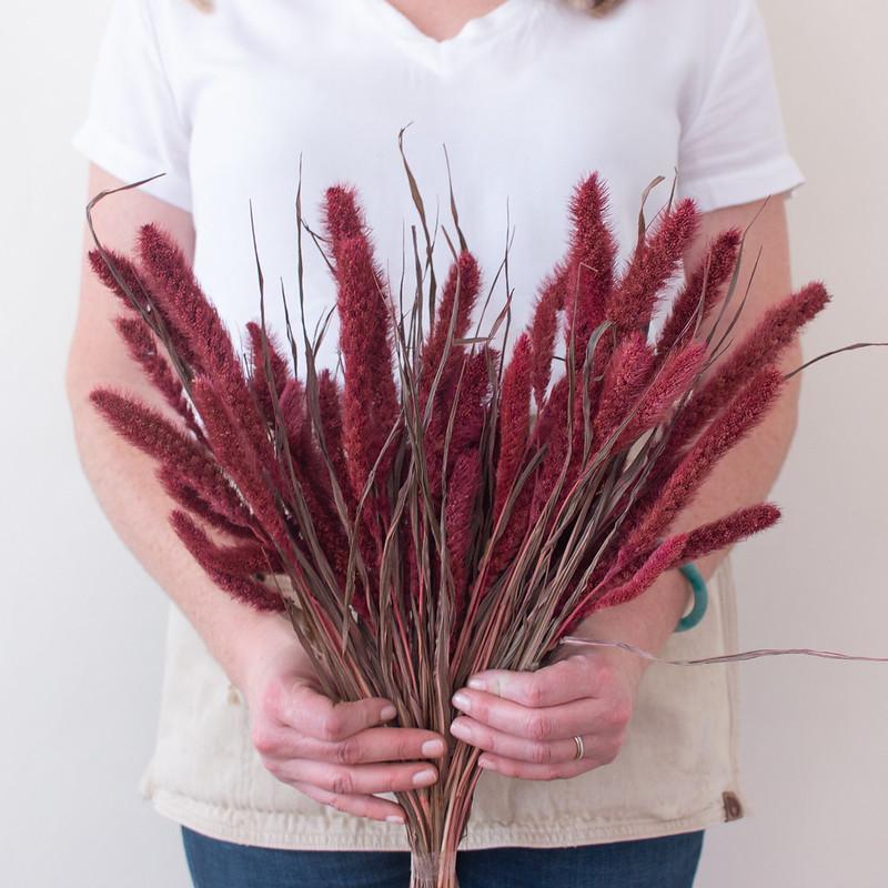 Dried Burgundy Setaria Millet Foxtail Grass