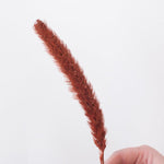 Dried Burnt Oak Setaria Millet Foxtail Grass