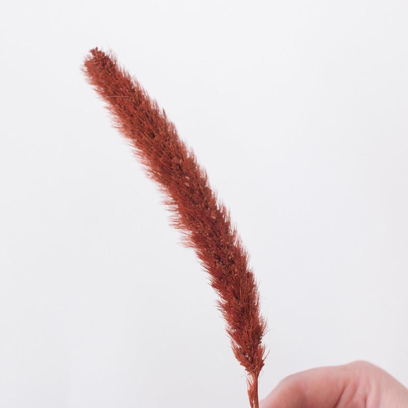 Dried Burnt Oak Setaria Millet Foxtail Grass