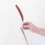Dried Burnt Oak Setaria Millet Foxtail Grass