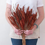 Dried Burnt Oak Setaria Millet Foxtail Grass
