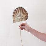 Natural Burnt Sun Palm Fans
