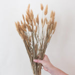 Natural Tan Dried Bunny Tail Grass
