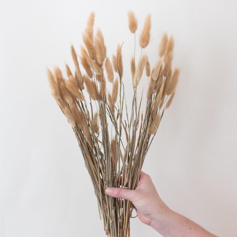 Natural Tan Dried Bunny Tail Grass