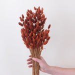 Dried Burnt Oak Phalaris Grass canary grass