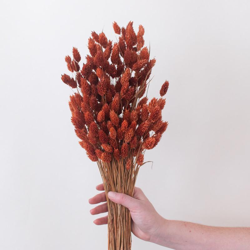 Dried Burnt Oak Phalaris Grass canary grass