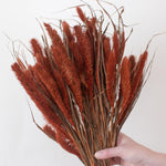 Dried Burnt Oak Setaria Millet Foxtail Grass