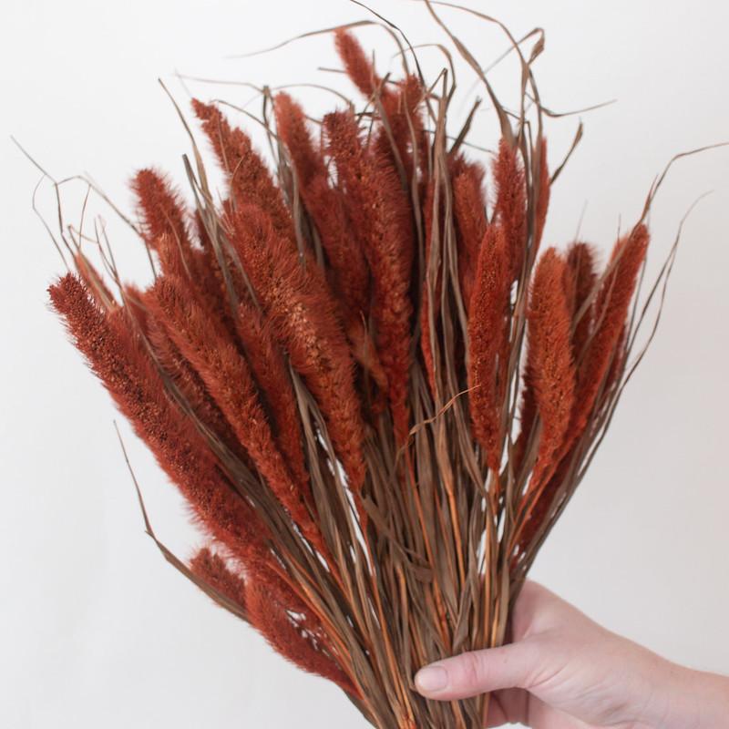 Dried Burnt Oak Setaria Millet Foxtail Grass