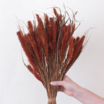 Dried Burnt Oak Setaria Millet Foxtail Grass