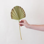 Green Burnt Sun Palm Fans for DIY Dried Weddings