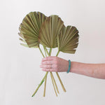 Green Burnt Sun Palm Fans for DIY Dried Weddings