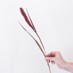 Dried Burgundy Setaria Millet Foxtail Grass