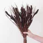 Dried Chocolate Setaria Millet Foxtail Grass