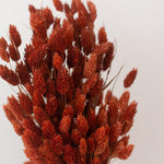 Dried Burnt Oak Phalaris Grass canary grass
