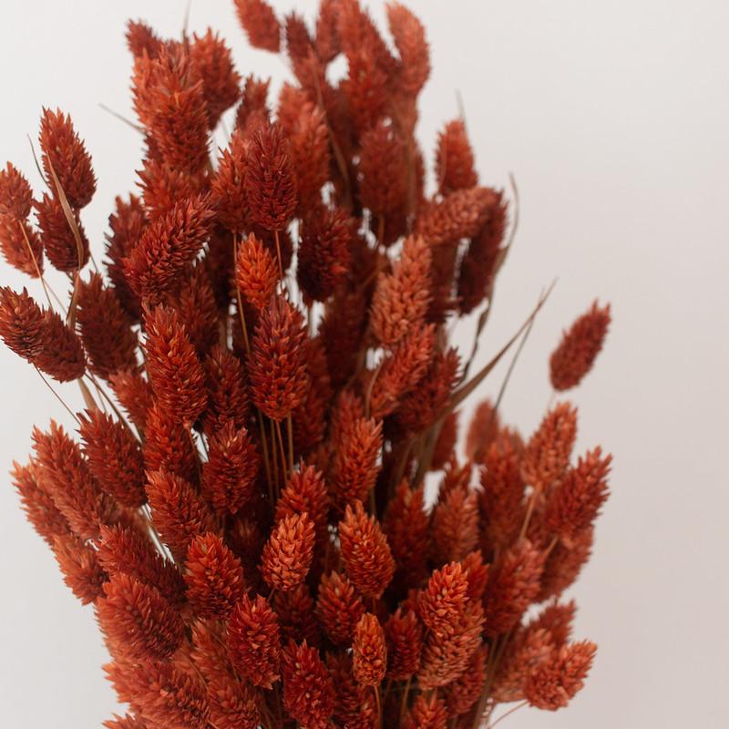 Dried Burnt Oak Phalaris Grass canary grass