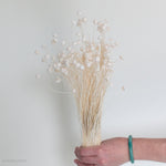 dried bleached white floral buttons