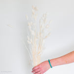 bleached phalaris grass