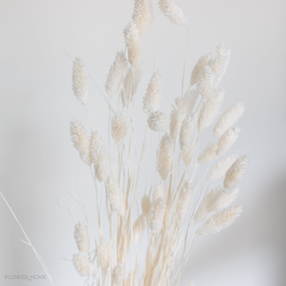 bleached phalaris grass