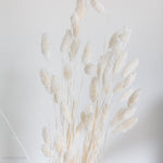 bleached phalaris grass