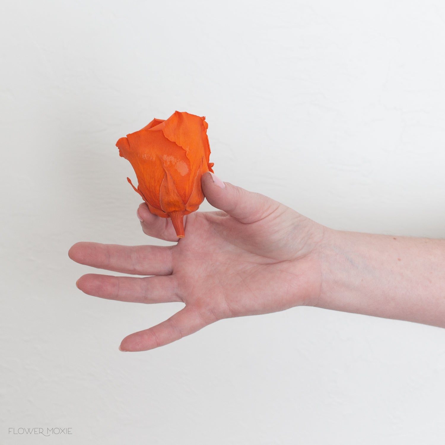 Sunset Orange Preserved Roses