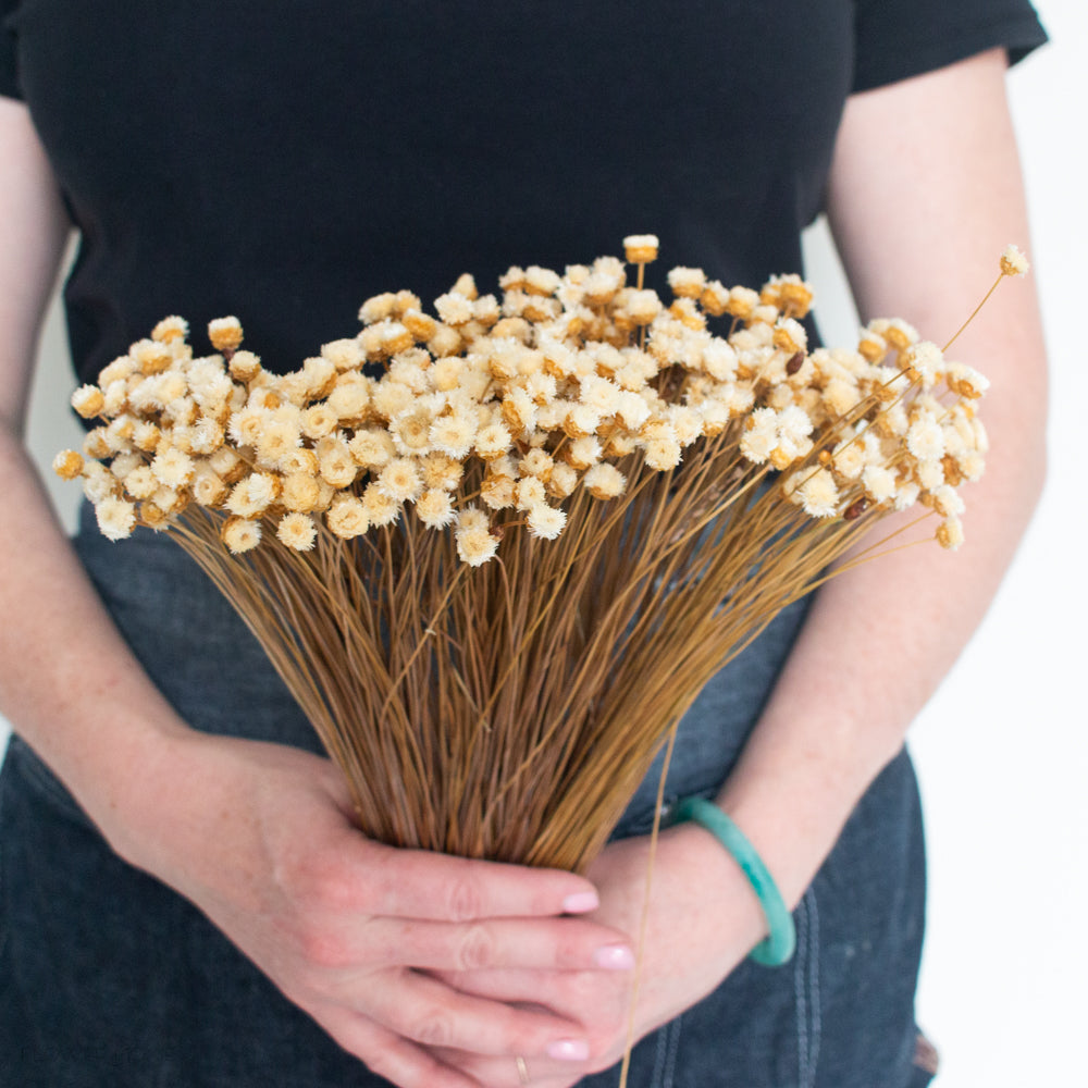 dried beige happy flower