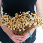 dried beige happy flower