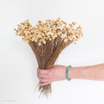 dried beige happy flower