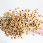 dried beige happy flower