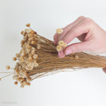 dried beige happy flower