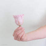 dusty blush pink preserved roses